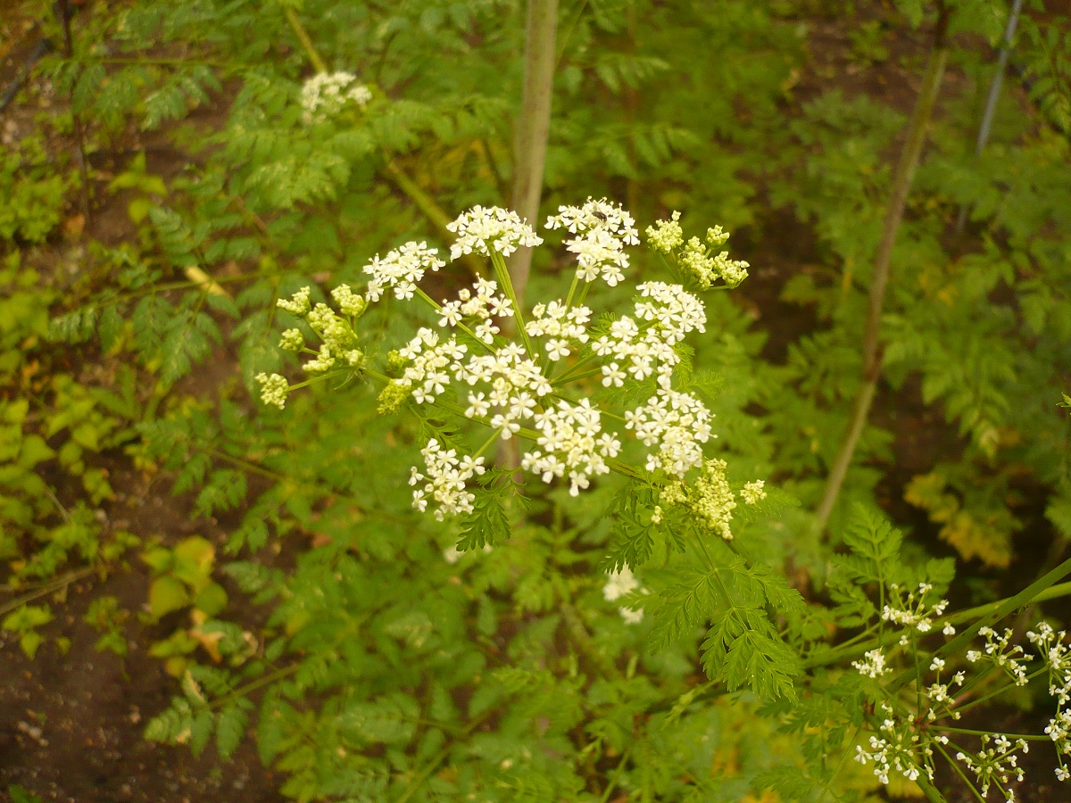 Conium maculatum var. maculatum (Apiaceae)
